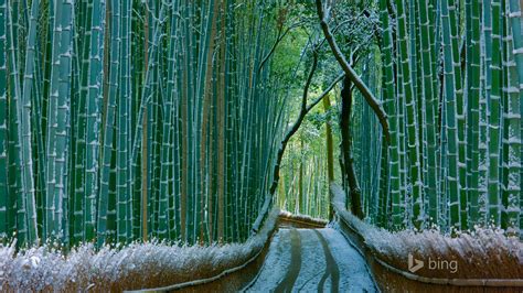 Japan Bamboo Forest Arashiyama-2016 Bing Desktop Wallpaper-1920x1080 Download | 10wallpaper.com