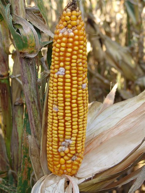 Ear and Stalk Rot Diseases Becoming More Common in Corn Fields ...