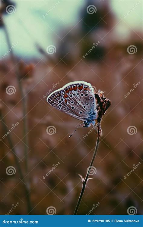 Lycaenidae stock image. Image of green, branch, colors - 229290105