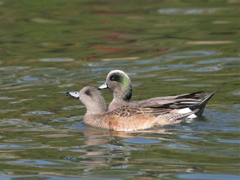 American Wigeon Duck Stock Photo - Download Image Now - iStock