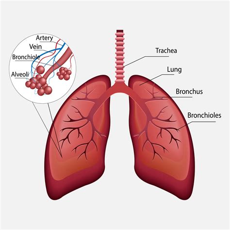 3d vector human respiratory system, lungs, alveoli. Anatomy of the nasal throttle of the larynx ...