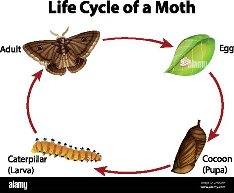 Diagram showing life cycle of moth illustration Stock Vector Image & Art - Alamy