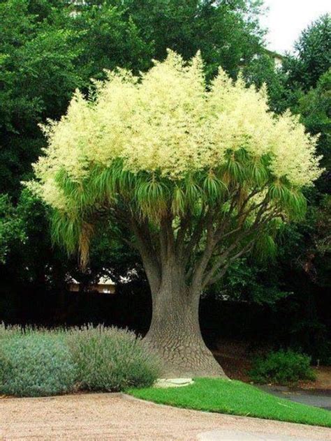 Ponytail palm | Ponytail palm tree, Beautiful tree, Plants