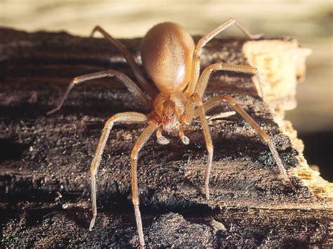 10 Most Deadly Spiders in Australia | Man of Many