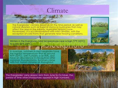 Everglades Biome