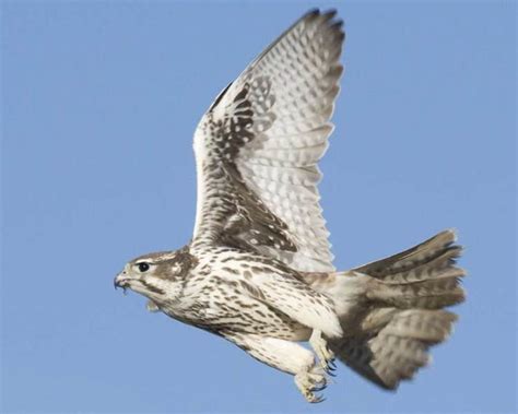 Prairie falcon - Alchetron, The Free Social Encyclopedia