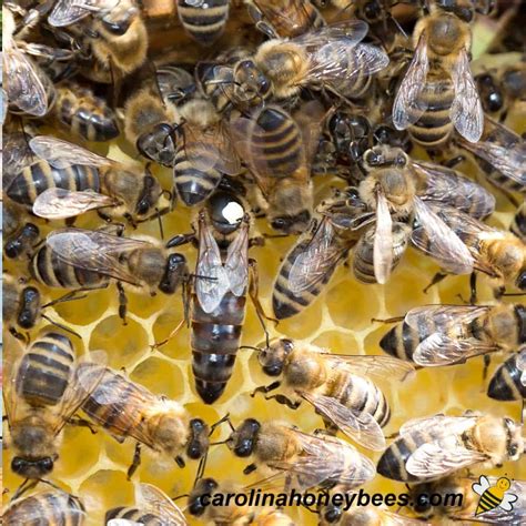 Queen Honey Bee Life Cycle