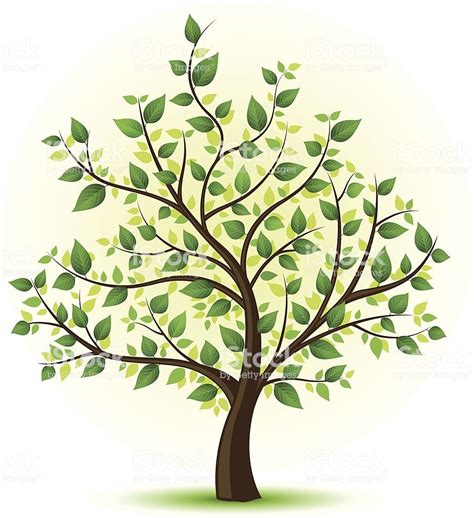 Vector illustration of a tree with green leaves. | Family tree drawing, Tree drawing, Tree ...