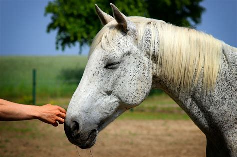 How to Poultice a Horse Hoof – Just for my Horse