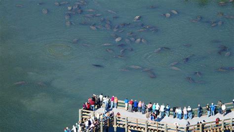 Your Guide to Tampa's Manatee Viewing Center | My Wanderlusty Life