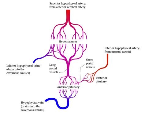 Portal systems in the regional circulation (2022)