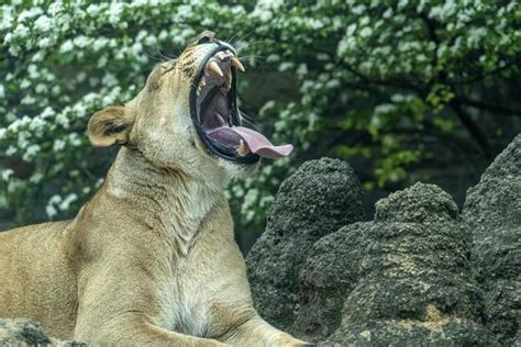 Lion Roar Stock Photos, Images and Backgrounds for Free Download