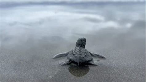 500 baby sea turtles return to the ocean - Daily Frontline