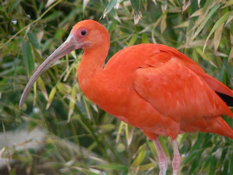 South American Aviary | Reid Park Zoo