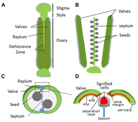 Structure of the Arabidopsis silique. (A) Intact silique prior to... | Download Scientific ...