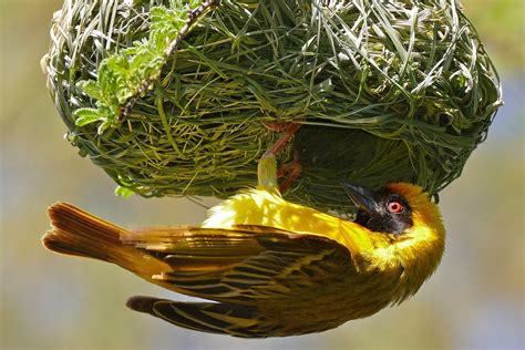 Types of Bird Nests