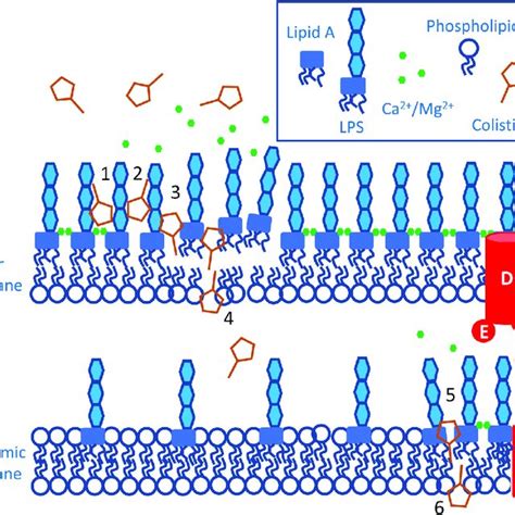 Current model for the mechanism of action of polymyxin antibiotics. The... | Download Scientific ...