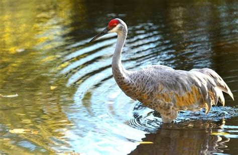 Sandhill Crane - Description, Habitat, Image, Diet, and Interesting Facts