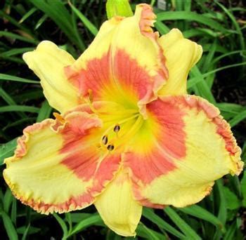 Daylily (Hemerocallis 'Quinnie the Pooh by NLD') in the Daylilies Database - Garden.org