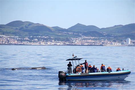 Whale and Dolphin Watching Tour from Ponta Delgada - Tourist Journey