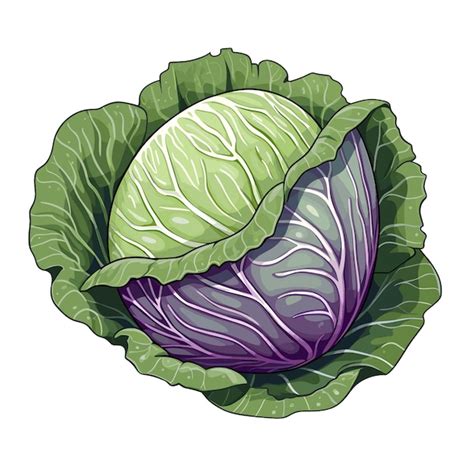 Premium Vector | Hand drawn flat color cabbage illustration