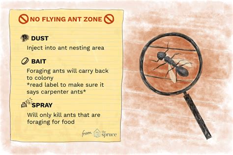 What to Do About Flying Ants in Your Home