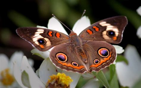 Insects Lepidoptera - Image Abyss