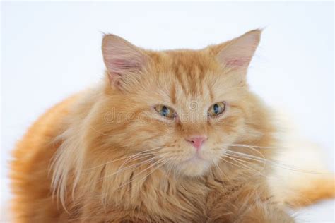 Adult Orange Persian Maine Coon Mix Cat Breed Stock Photo - Image of ...