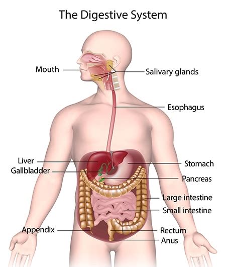 Your Digestive System & How it Works | NIDDK (2022)