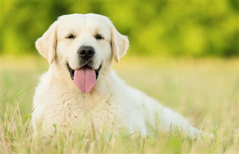 Labrador Retrievers and the AKC Breed Standard