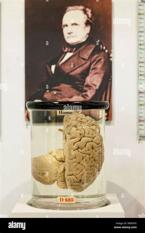 England,London,Kensington,Science Museum,Charles Babbage's Brain and Portrait (Father of the ...