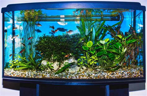 A Complete Guide To Corner Aquariums: Overview And Recommendations