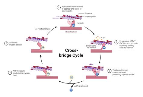 Cross-bridge Cycle | BioRender Science Templates