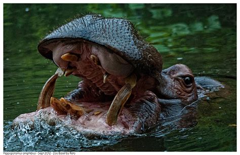 Hippopotamus amphibius by Reto on DeviantArt