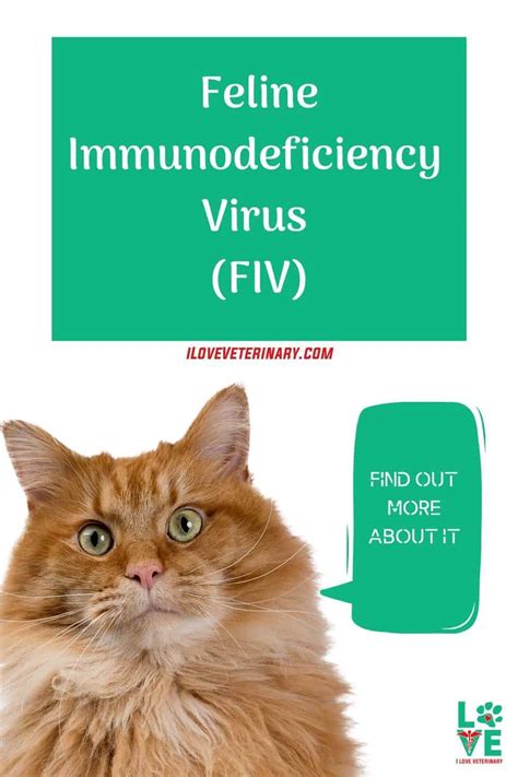 Feline Immunodeficiency Virus (FIV) | I Love Veterinary