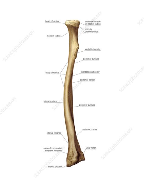 Labelled Radius Bone - The Radius Proximal Distal Shaft Teachmeanatomy