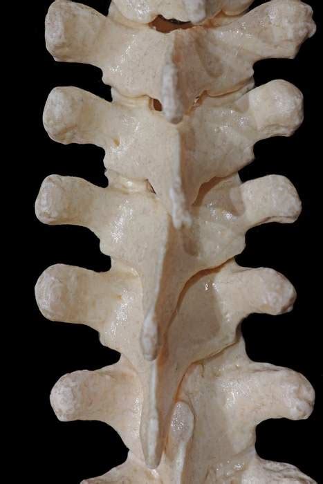 Posterior View of the Thoracic Spine | Neuroanatomy | The Neurosurgical ...