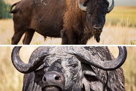 Bison vs Buffalo: What is the Difference Between These Bovidae?