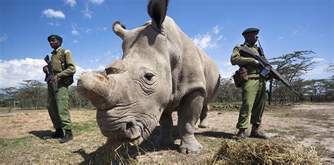 Rhinoceros Conservation and The Hunt for Horns