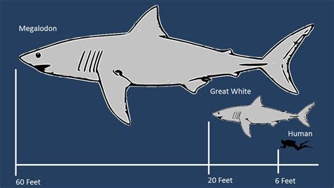 Megalodon Shark Compared To Human