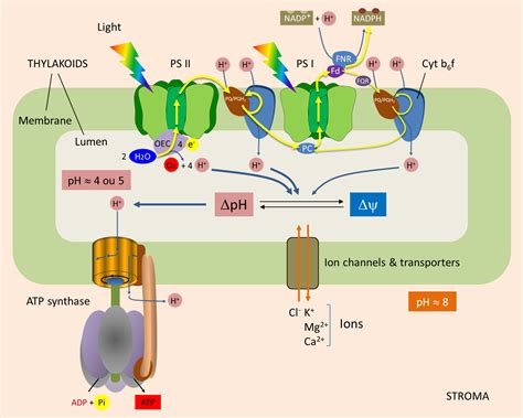 ATP synthesis – Encyclopedia of the Environment