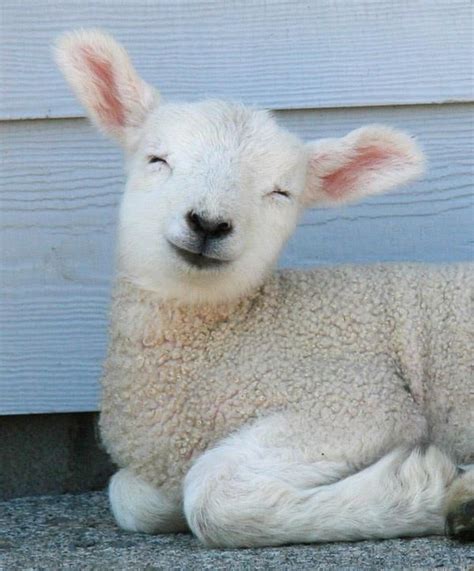 Happy Lamb | Cute animals, Cute baby animals, Baby animals