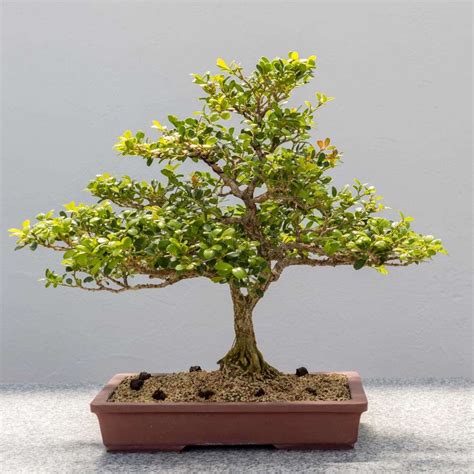 Japanese Kingsville Boxwood Bonsai Tree Care Guide (Buxus microphylla) - Bonsai Tree Gardener