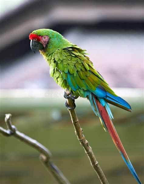 Great Green (Buffon's) Macaw In Nature Surrounding Stock Image - Image ...