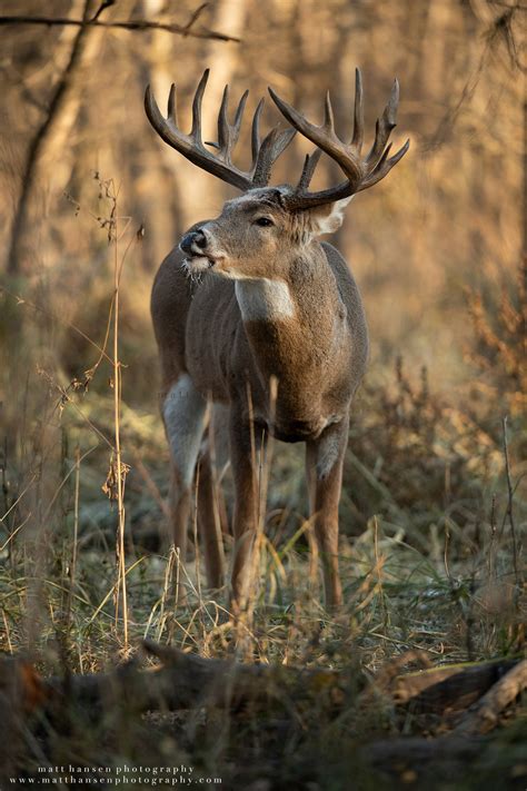 Professional Whitetail Deer Photography | Matt Hansen