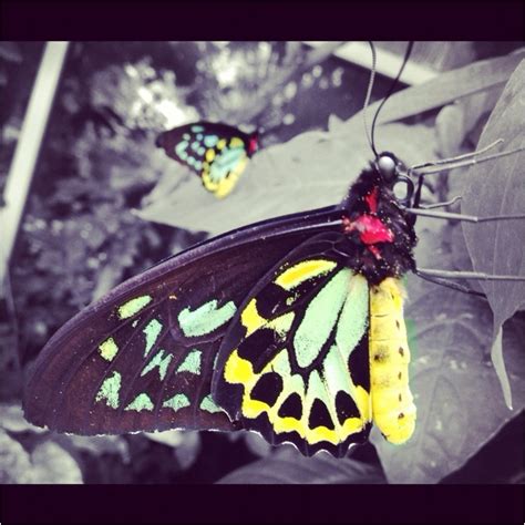 Butterfly Pavilion Westminster, Colorado | Butterfly pavilion ...