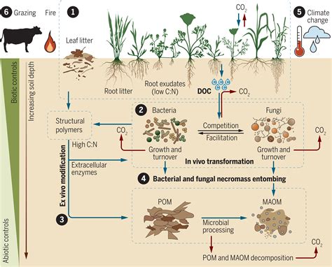 Grassland soil carbon sequestration: Current understanding, challenges ...