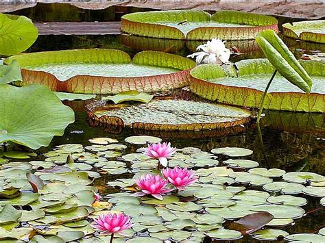 Free picture: water, lily, pads, ponds