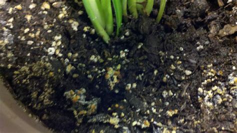 diagnosis - My indoor plant has an orange mold-like substance growing on it and has tiny white ...