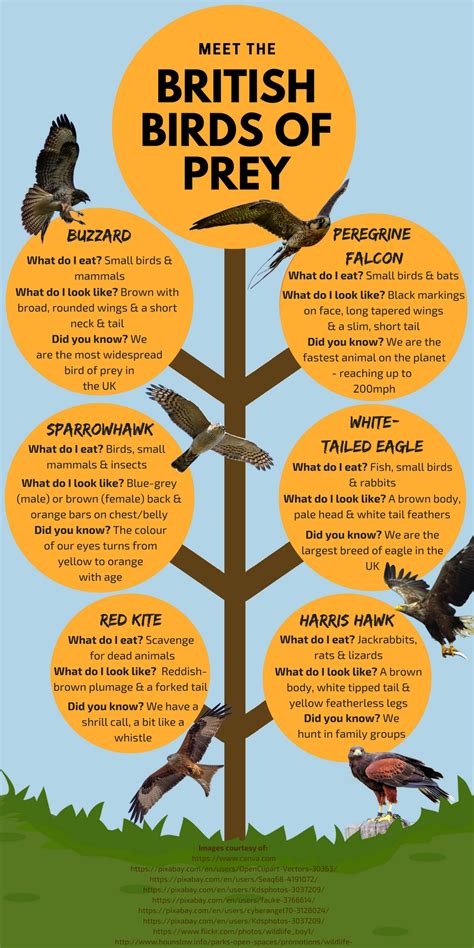 Birds of Prey Infographic final | Red Letter Days Blog